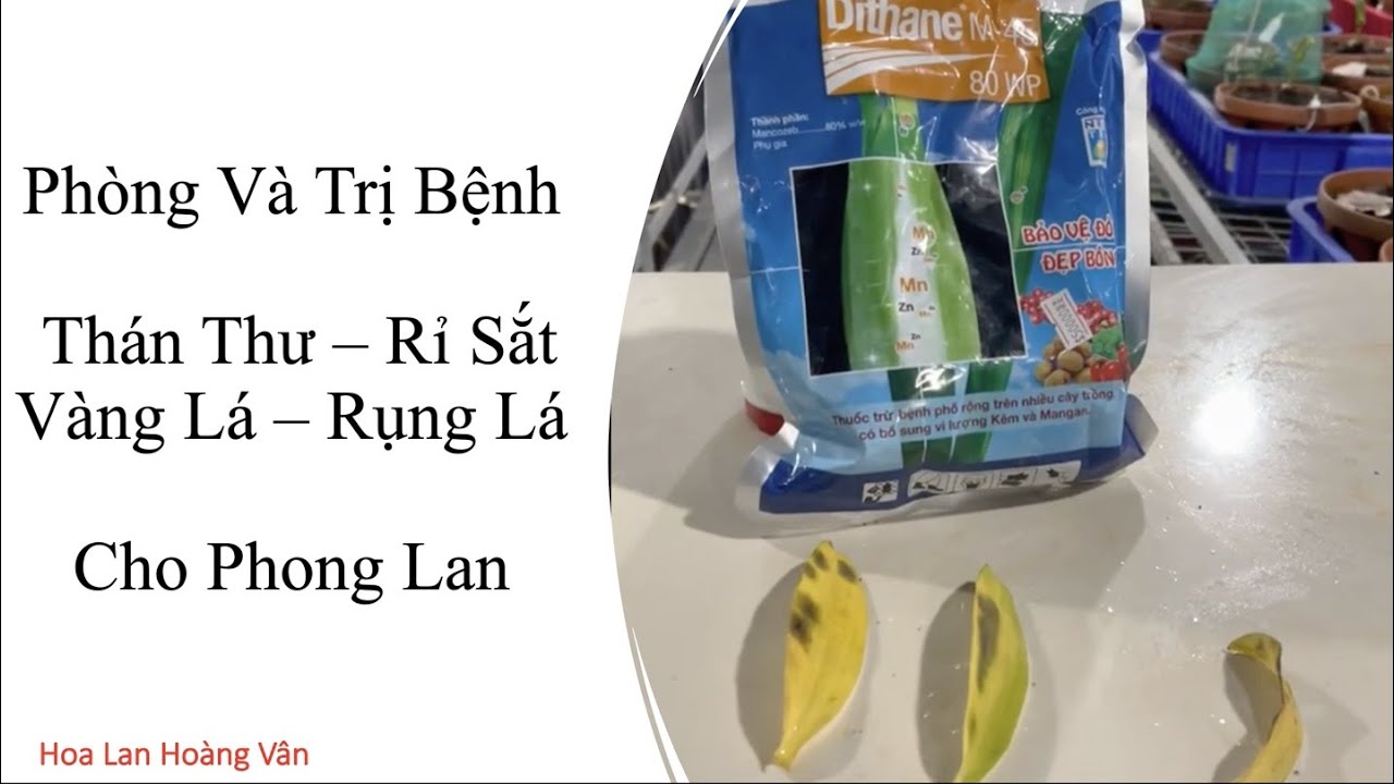 Phong benh va tri benh hoa lan - https://www.youtube.com/watch?v=UgR8D9_5YJM