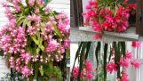 Hướng dẫn cách trồng hoa nhật quỳnh đẹp lung linh | Orchivi.com