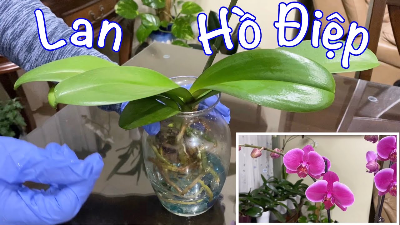 cách trồng hoa lan - https://www.youtube.com/watch?v=aYQ6tdhztyU