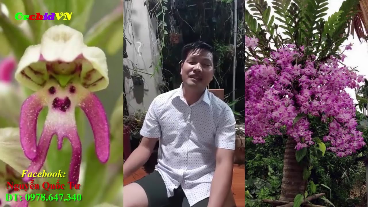 Phong benh va tri benh hoa lan - https://www.youtube.com/watch?v=KtmDsGjwjm4