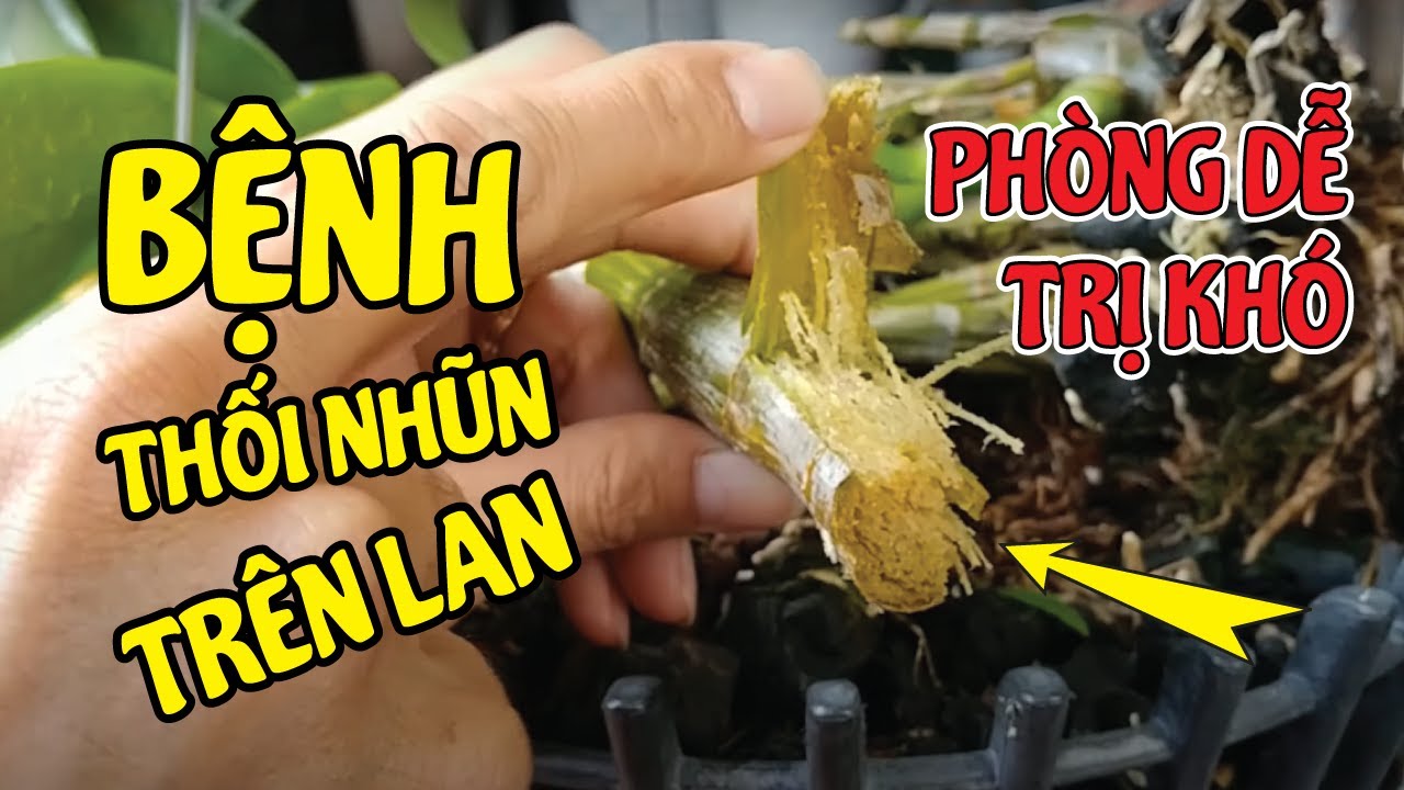Phong benh va tri benh hoa lan - https://www.youtube.com/watch?v=vBWajoD7cbE
