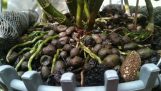 Chia sẻ về cách trồng và xịt thuốc phòng trị bệnh cho phong lan mùa mưa | Orchivi.com