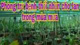 Phòng trừ bệnh thối nhũn cho lan trong mùa mưa |Phong Lan MT| Tập 66 | Orchivi.com