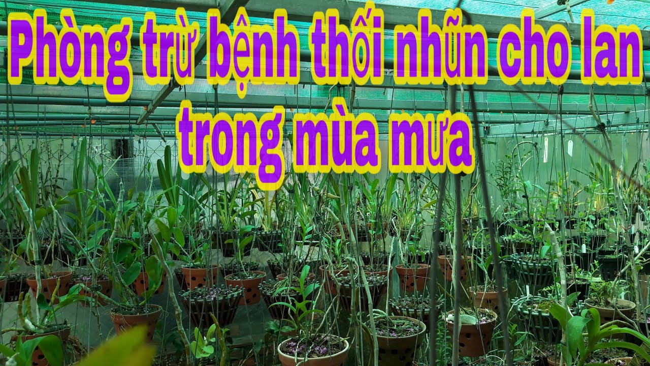 Phong benh va tri benh hoa lan - https://www.youtube.com/watch?v=46TSe3HMnJg