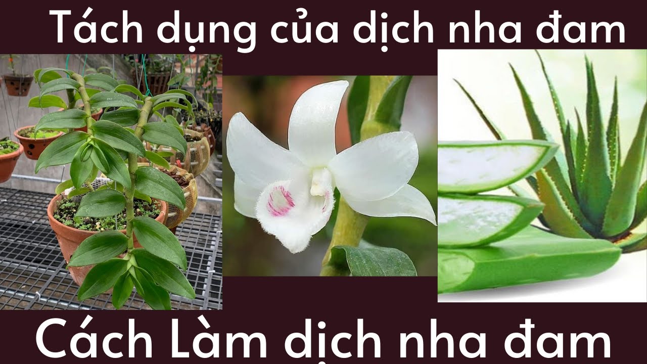 Phong benh va tri benh hoa lan - https://www.youtube.com/watch?v=5OdBVMLISGo