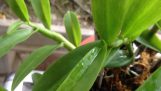 Cách trồng, chăm sóc, cây hoa lan Trầm tím trên chậu từ A đến Z phần2 | Orchivi.com