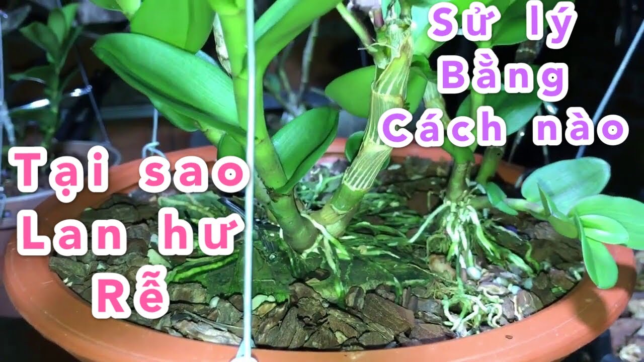 Phong benh va tri benh hoa lan - https://www.youtube.com/watch?v=HfKm9dZ9YNs