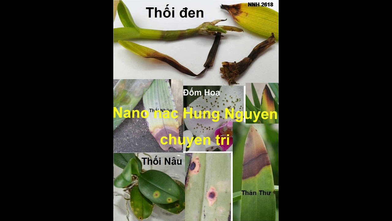 Phong benh va tri benh hoa lan - https://www.youtube.com/watch?v=LY9Gxc3lUBc