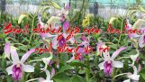 Phòng Và Trị Bệnh Cho Lan – Preventing and curing orchids. | Orchivi.com