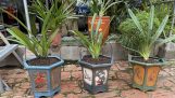 Chia sẻ cách trồng lan kiếm đơn giản hiệu quả nhanh ra rễ | Orchivi.com