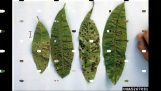 0889636310/Bệnh thối nhũn trên cây phong lan và thuốc đặc trị tại Gia Lai | Orchivi.com