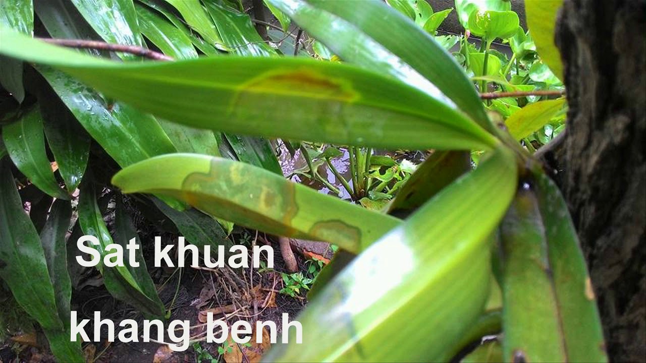 Phong benh va tri benh hoa lan - https://www.youtube.com/watch?v=nCYuo48rpz4