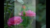 0889636310/Bệnh thối nhũn trên cây phong lan và thuốc đặc trị tại Lâm Đồng | Orchivi.com