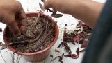 Lan kim tuyến nha trang chia sẻ cách trồng hoa lan kim tuyến hái từ rừng về. | Orchivi.com