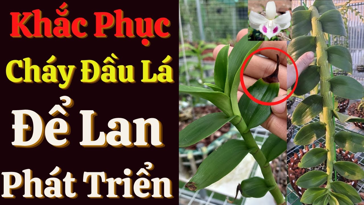 Phong benh va tri benh hoa lan - https://www.youtube.com/watch?v=m38jbvTfiWY