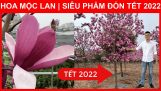 HOA MỘC LAN | Siêu Phẩm Đón TẾT 2022 | Lh 0923916866 | 0968750386 | Orchivi.com