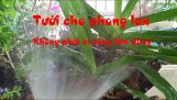 Cách tưới và thời điểm bón phân, xịt thuốc cho phong lan | Orchivi.com
