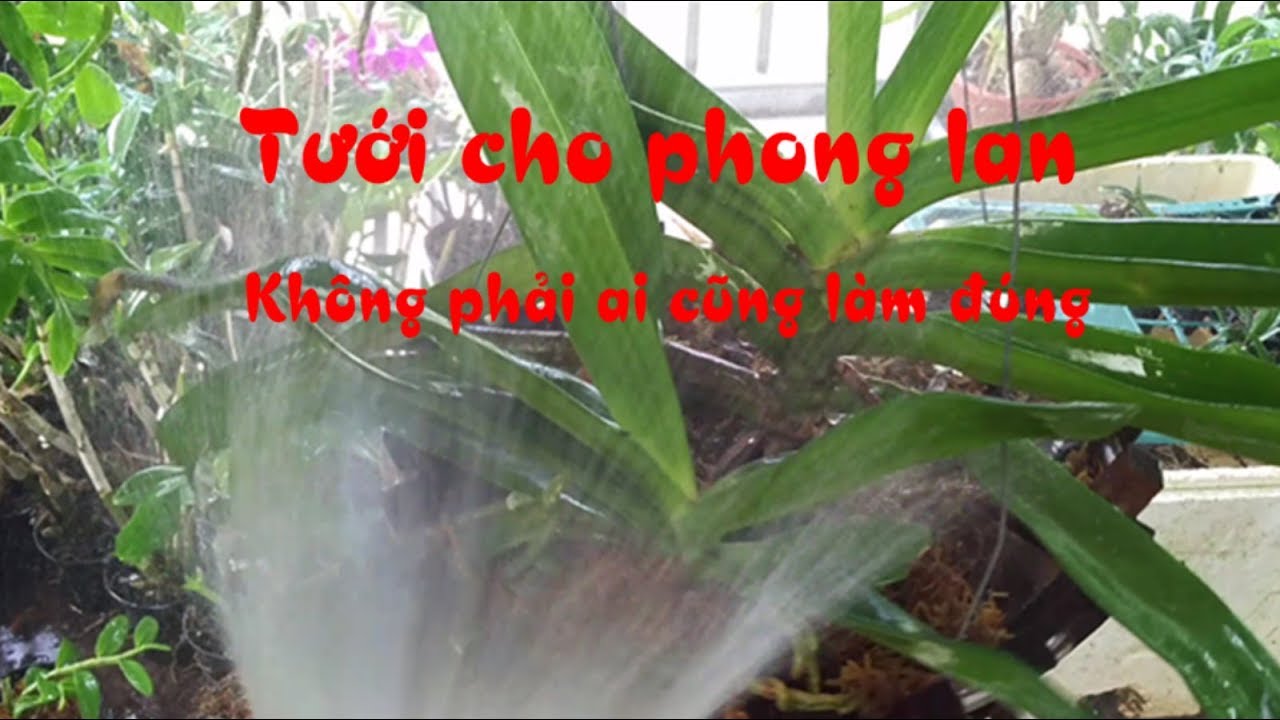 Phong benh va tri benh hoa lan - https://www.youtube.com/watch?v=t4pr6OEQPX0