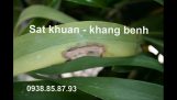 Thuốc trị bệnh trên hoa lan ở Hà Giang/0938858793 | Orchivi.com