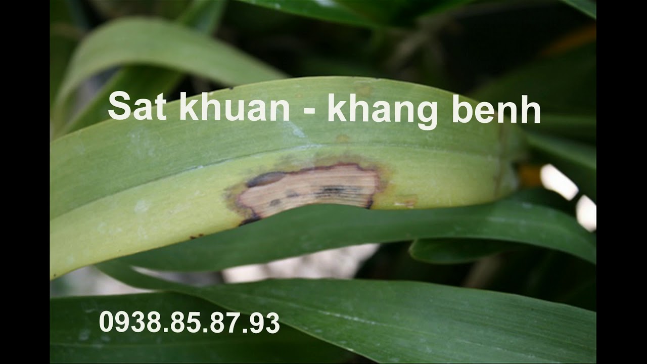 Phong benh va tri benh hoa lan - https://www.youtube.com/watch?v=M6yduLeB15w