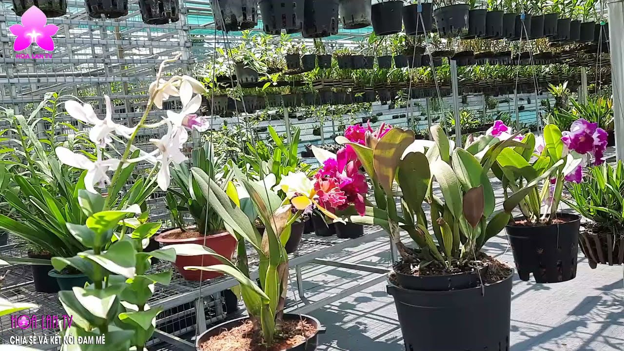 cách trồng hoa lan - https://www.youtube.com/watch?v=GN8sAQo-Bnk