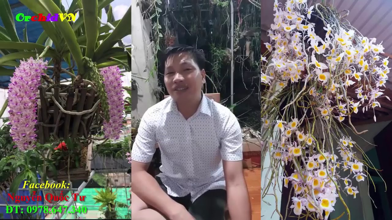 Phong benh va tri benh hoa lan - https://www.youtube.com/watch?v=4ECmtIBqazY
