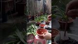 Cách trồng cây lan đai châu(ngọc điểm, nghinh xuân…) vào chậu. | Orchivi.com