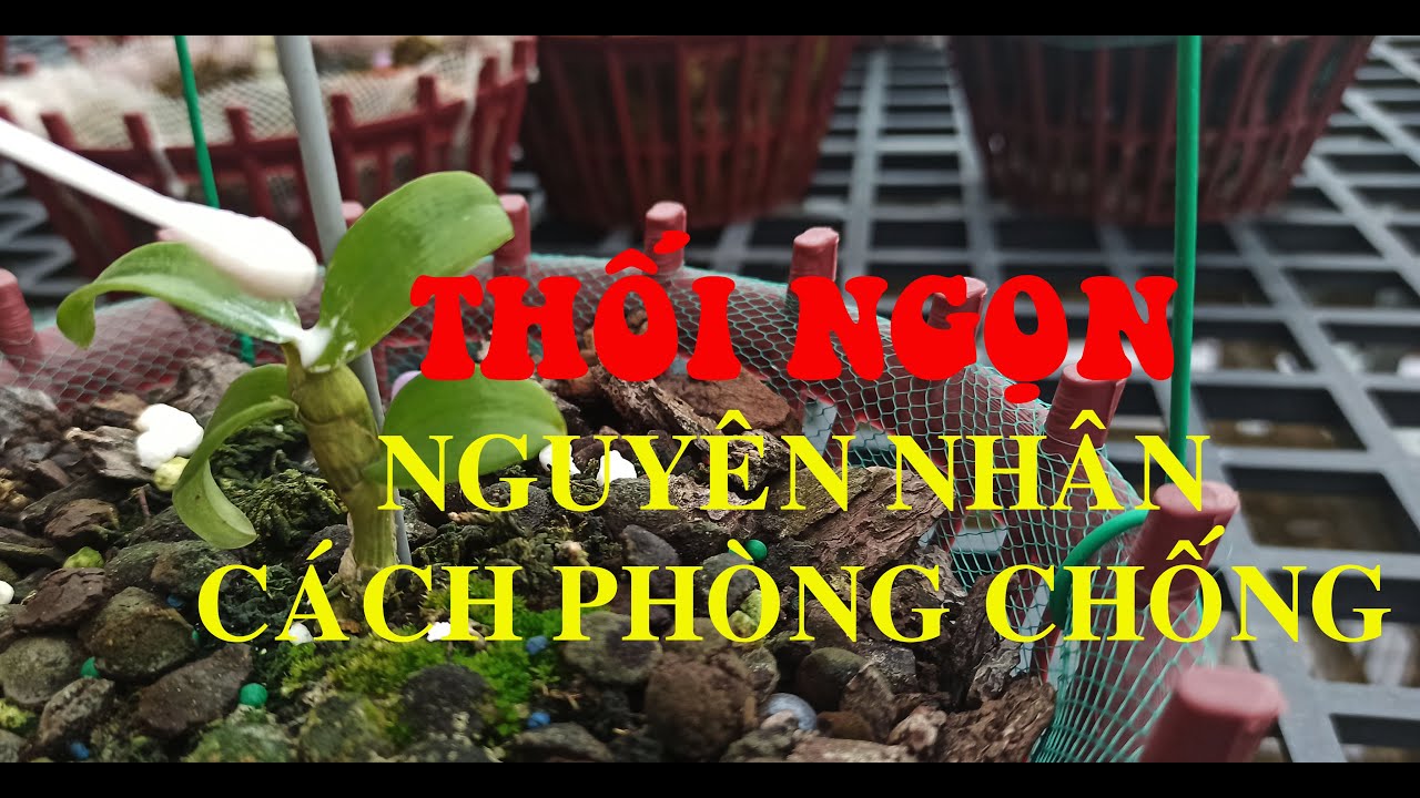 Phong benh va tri benh hoa lan - https://www.youtube.com/watch?v=ed6pBIaYlvU