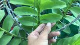 Lan bị đốm đen lá đốm vàng lá và cách khắc phục /// phong lan rừng tv | Orchivi.com