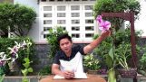 TẠI SAO HOA LAN RỤNG NỤ VÀ KHÔ- Chăm sóc hoa lan | Orchivi.com