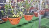 Cách hiểu đúng nhất về phòng chống bệnh cho cây hoa lan. | Orchivi.com