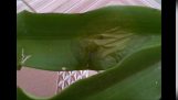 0889636310/Bệnh thối nhũn trên cây phong lan và thuốc đặc trị tại Lai Châu | Orchivi.com