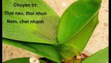 0889636310/Bệnh thối nhũn trên cây phong lan và thuốc đặc trị tại Bắc Cạn | Orchivi.com