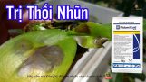 Cách Trị Thối Nhũn và Sử Dụng Thuốc Ridomil Gold cho Phong Lan | Orchid | Orchivi.com