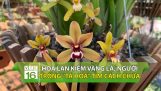 Hoa lan kiếm vàng lá, người trồng “tá hỏa” tìm cách chữa | VTC16 | Orchivi.com