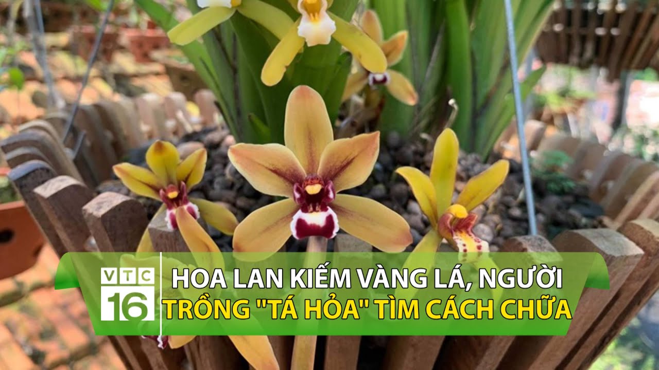 Phong benh va tri benh hoa lan - https://www.youtube.com/watch?v=yQJWFS73B9c