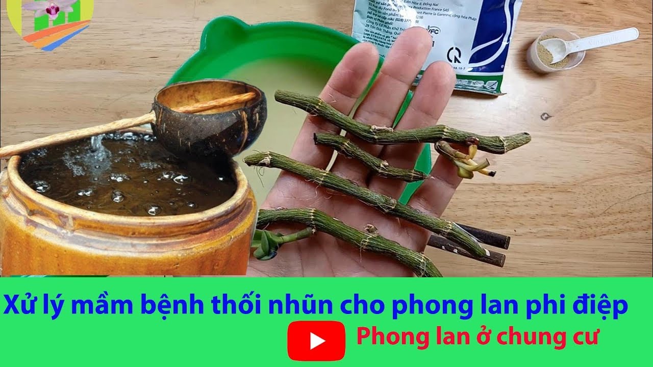 Phong benh va tri benh hoa lan - https://www.youtube.com/watch?v=y61pR7Jd7gk