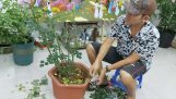 Cách Trị bệnh Đốm đen, vàng lá, nấm… Trên cây Hoa Hồng. | Orchivi.com