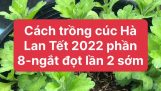 Cách trồng cúc Hà Lan Tết 2023 phần 8 – Ngắt đọt lần 2 sớm | Orchivi.com