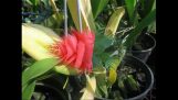 0889636310/Bệnh thối nhũn trên cây phong lan và thuốc đặc trị tại Đà Lạt | Orchivi.com