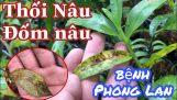 Vàng lá do Thối nâu, Đốm nâu trên Phong lan nguy hại thế nào và phòng trừ bệnh cây lan giả hạc | Orchivi.com