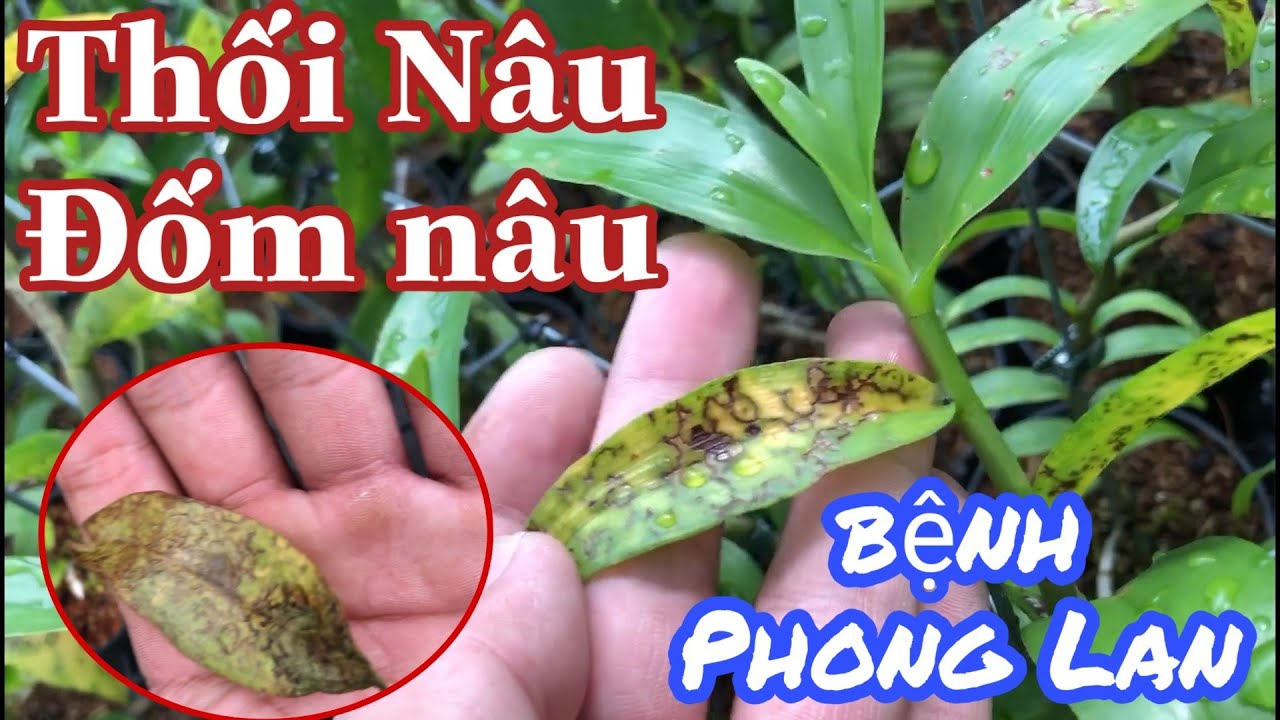 Phong benh va tri benh hoa lan - https://www.youtube.com/watch?v=RhgAiym6kuc