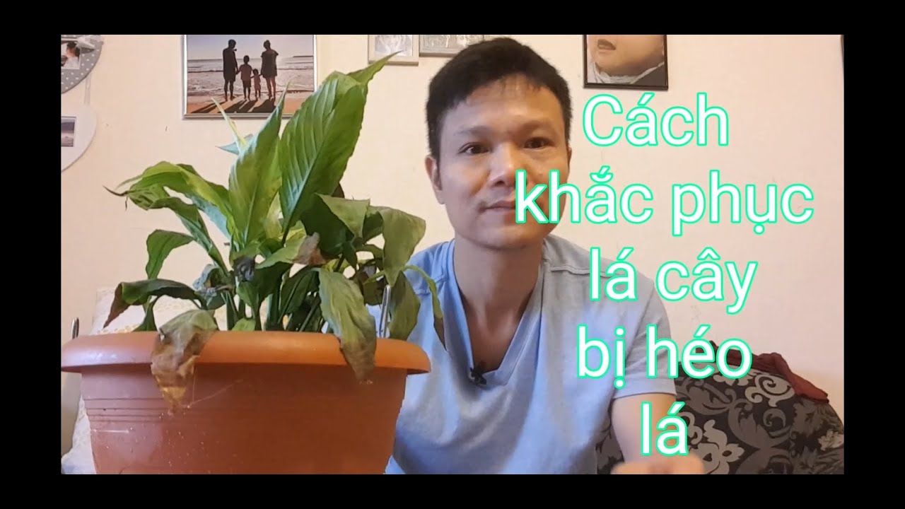 Phong benh va tri benh hoa lan - https://www.youtube.com/watch?v=8w6mzvP11Kg