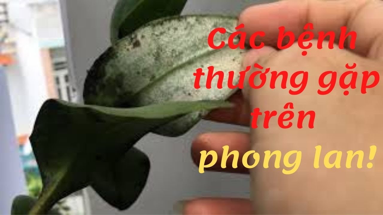 Phong benh va tri benh hoa lan - https://www.youtube.com/watch?v=zr02FrqLn1Q