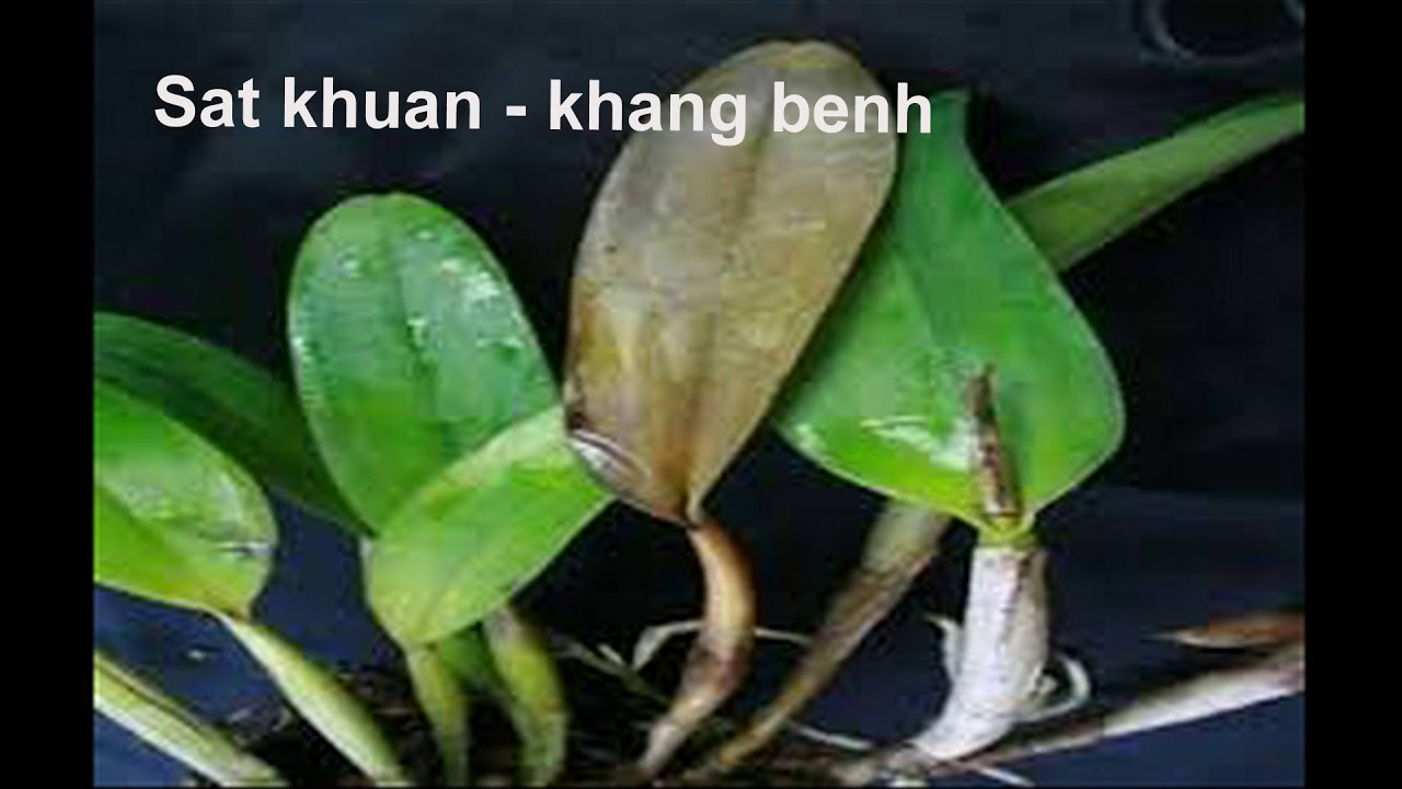 Phong benh va tri benh hoa lan - https://www.youtube.com/watch?v=koE9qUxd0_s