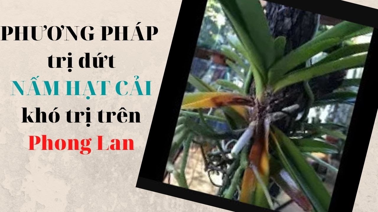 Phong benh va tri benh hoa lan - https://www.youtube.com/watch?v=YUpNEEfGhfQ