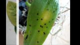 0889636310/Bệnh thối nhũn trên cây phong lan và thuốc đặc trị tại Yên Bái | Orchivi.com