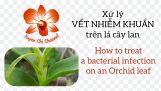 How to treat a bacterial infection on an Orchid leaf | Orchivi.com