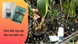 Hướng dẫn trị rệp sáp trên cây lan cổ xưa- Mai Huy | Orchivi.com