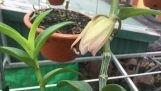 Tưới lan/Mưa phùn có gây bệnh thối nhũn cho hoa lan không và cách phòng chống | Orchivi.com